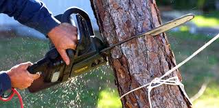 Best Tree Cabling and Bracing  in Gold Key Lake, PA